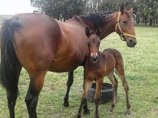 New foal has “big ears” just like Shartin