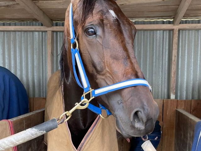 Satire Franco Clicks with All Sires