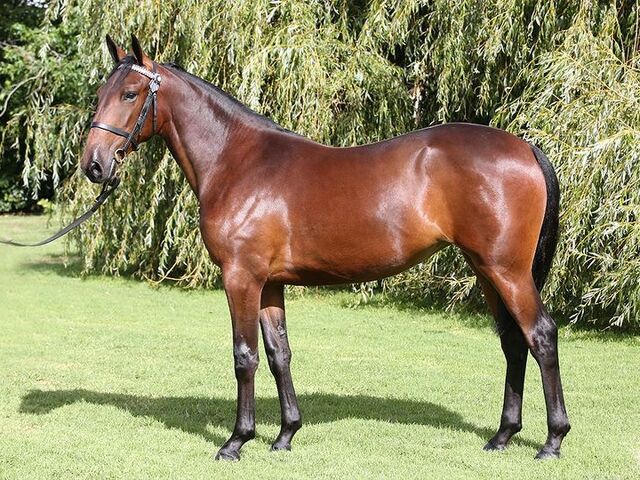 $300,000 sale caps off massive day at yearling sales