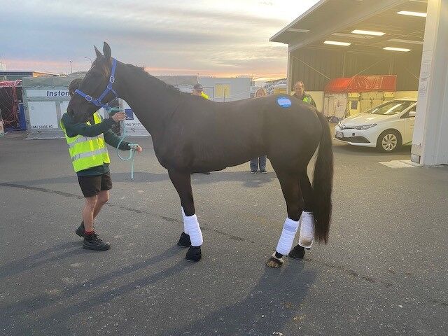John McKenzie is about to live his NZ Cup dream