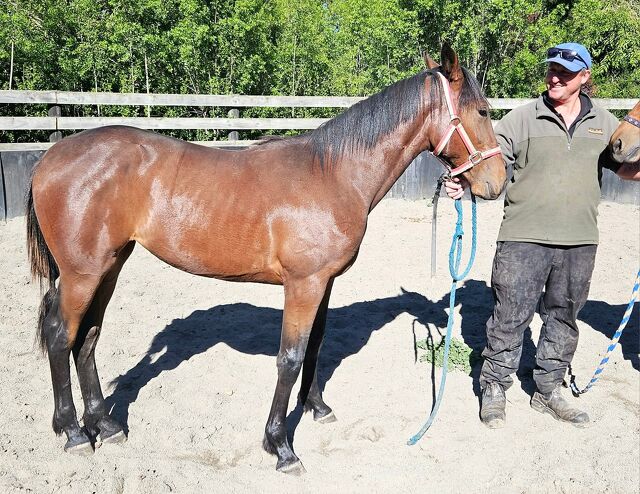 Big plan reaps rewards for Invercargill vet