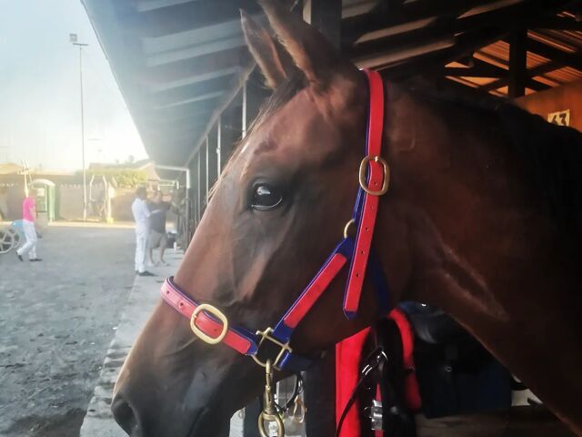 Doug Courtman breeds his first filly winner
