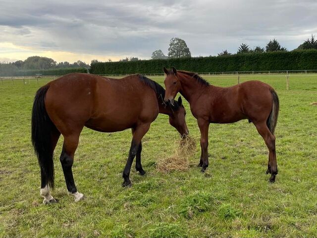 O’Connors produce three Group winners from one mare 