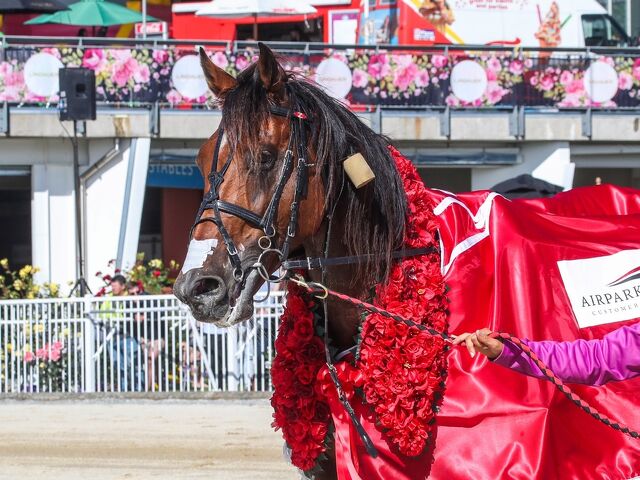 In The NZ Breeding Barn…….Stallion News