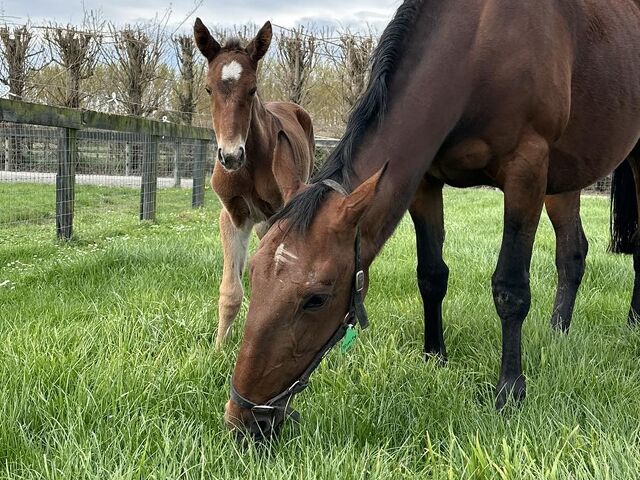 Broodmare Opportunities Await