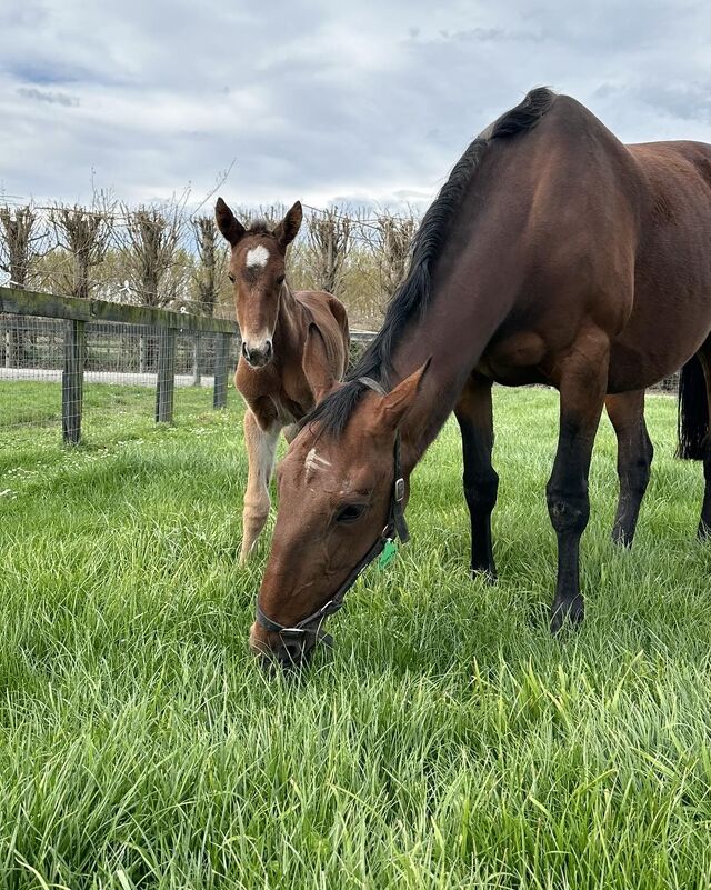 Broodmare Opportunities Await