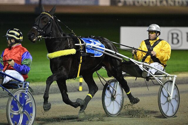 Chase Is On The Case opens the breeding account for the Fergusons