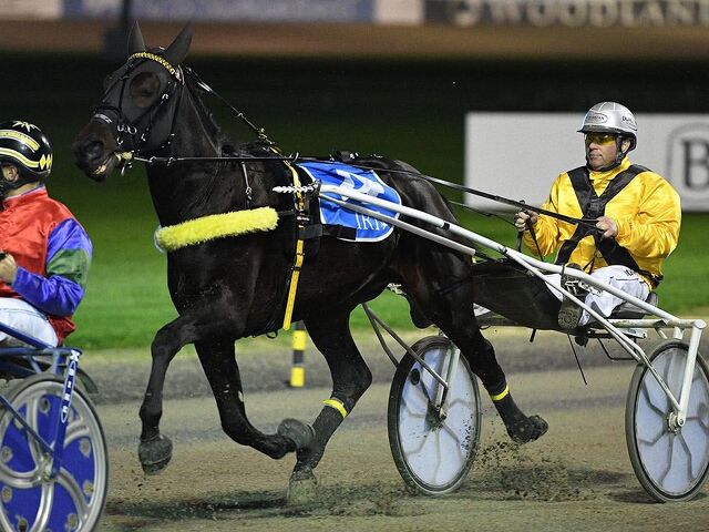 Chase Is On The Case opens the breeding account for the Fergusons