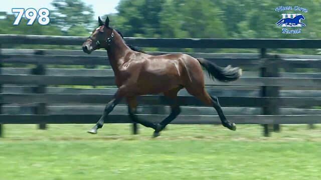 Mason Bloodstock Looks to Strike Gold in Kentucky