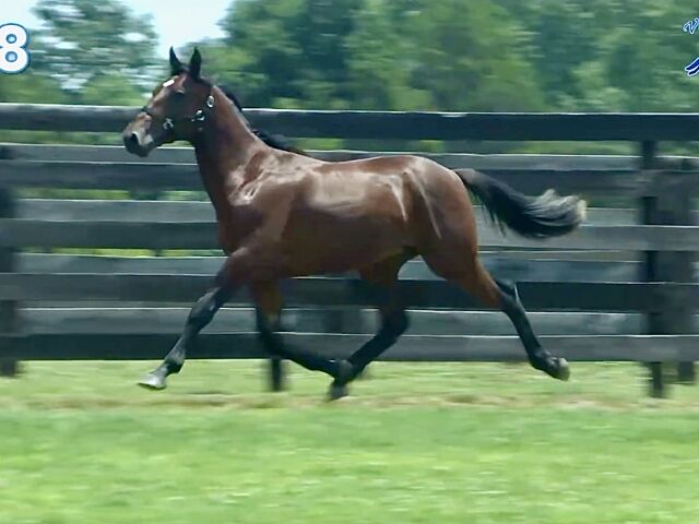 Mason Bloodstock Looks to Strike Gold in Kentucky