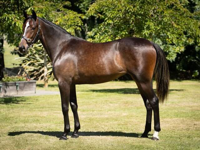 Trotting Sales Rookies Shine