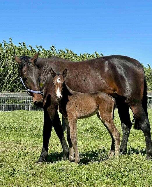 Stonewall Stud: From Sales Ring Dominance To Breeding Barn Powerhouse