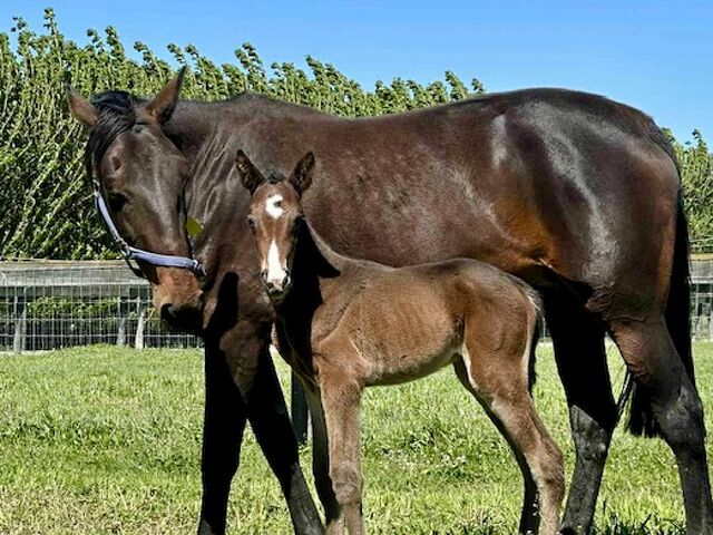 Stonewall Stud: From Sales Ring Dominance To Breeding Barn Powerhouse