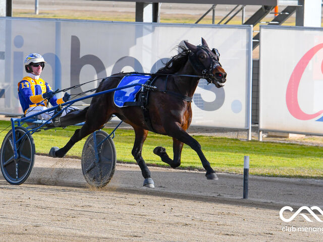 Southland bred trotter a shooting star 