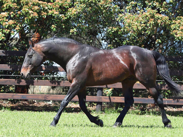 Harness Breeders Victoria's response to proposed stallion levy