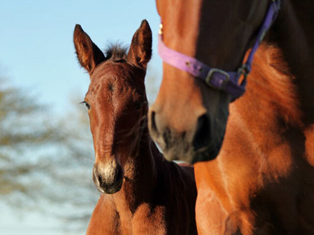Message to All Breeders from HRNZ
