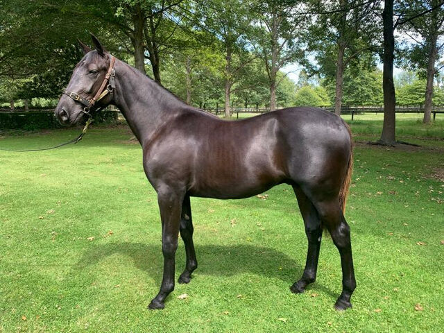 Benji giving sire a big boost