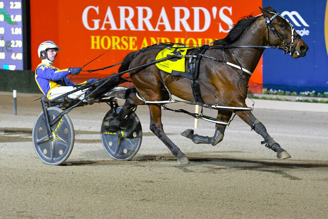 Boutique Canterbury breeders in the Cash
