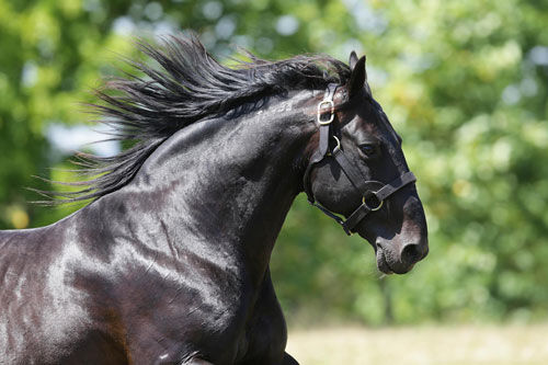 Bettor’s Delight Rewrites the Pacing Money Lists in 2025