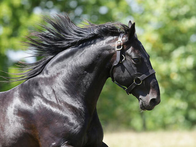 Bettor’s Delight Rewrites the Pacing Money Lists in 2025