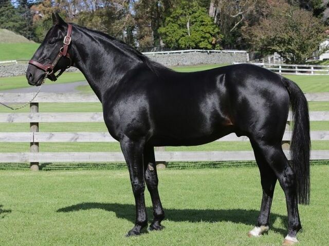 2020 Stallion numbers: Winners and Losers