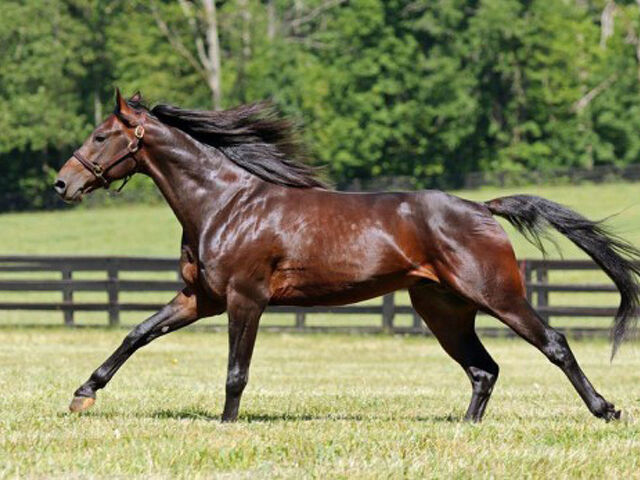 Bettor's Wish to stand at Alabar