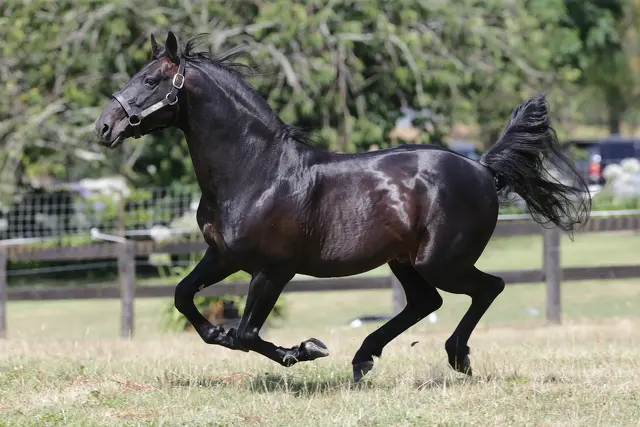What’s Currently ‘Hot’ with our stallions