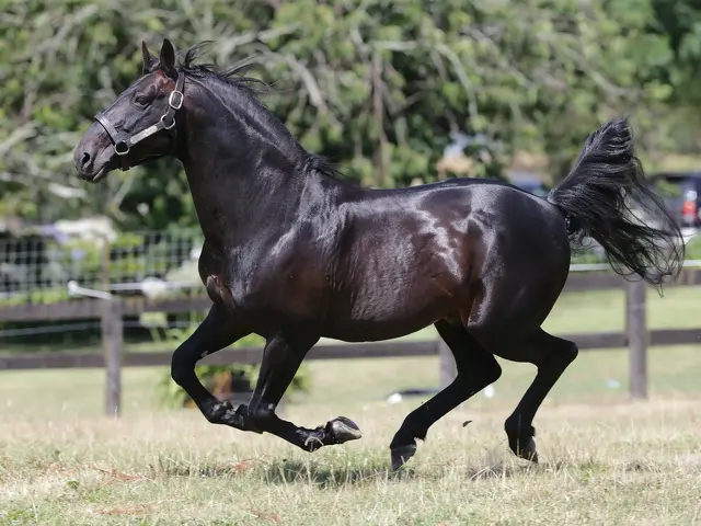 What’s Currently ‘Hot’ with our stallions