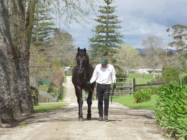 The 2024 NZ Trotting Cup Field……The Sires making their mark!