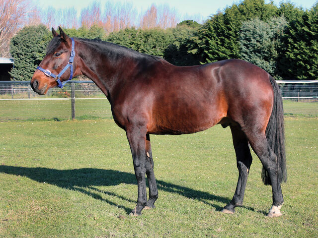 Enticing offer for Buy Kiwi Made breeders