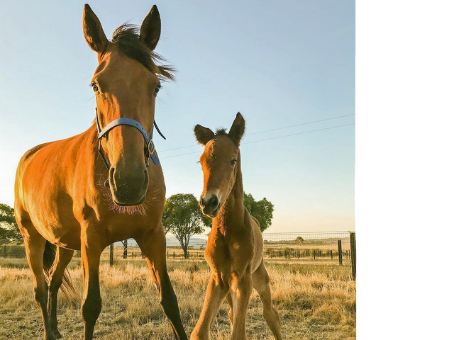 Yabby Dam's exciting new phase: Bold Eagle set to soar