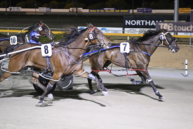 Promising Perth pacer from embryo transfer mare