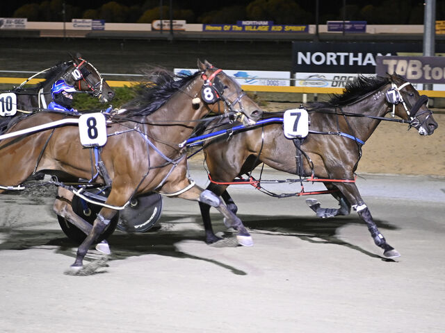 Promising Perth pacer from embryo transfer mare