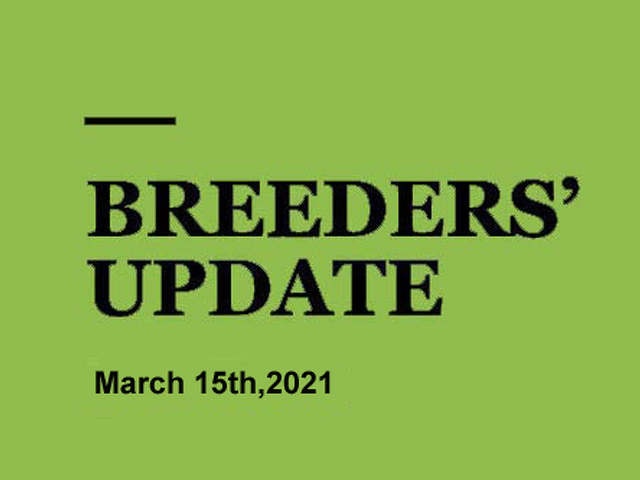 Woodlands Stud Breeders' Update