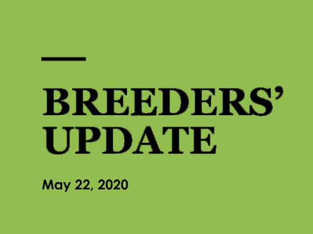 Woodlands Stud Breeders' Update