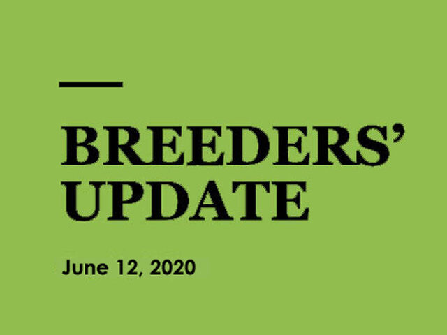 Woodlands Stud Breeders' Update
