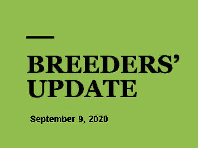 Woodlands Stud Breeders' Update