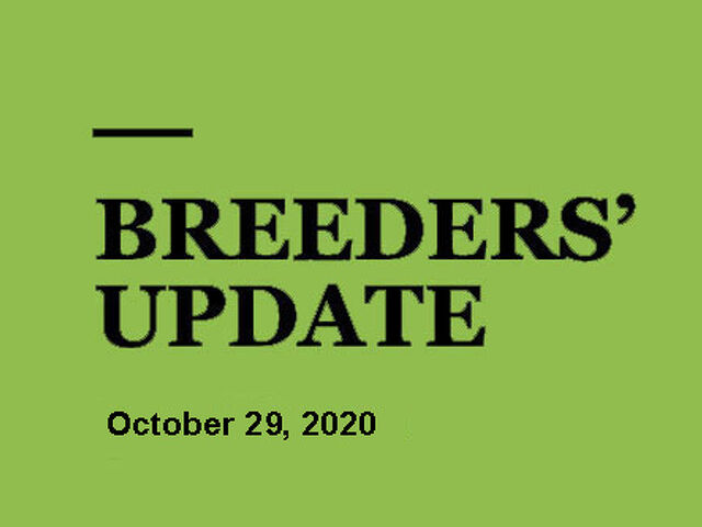 Woodlands Stud Breeders' Update