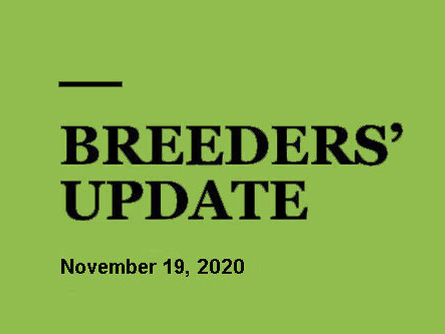 Woodlands Stud Breeders' Update