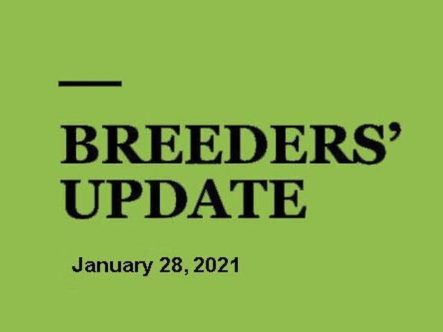 Woodlands Stud Breeders' Update
