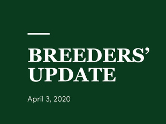 Woodlands Stud Breeders' Update