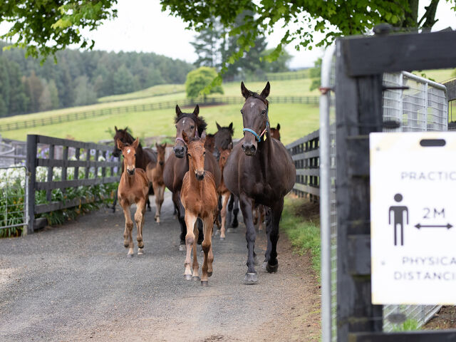 Mares for Lease or Sale 2022 Season