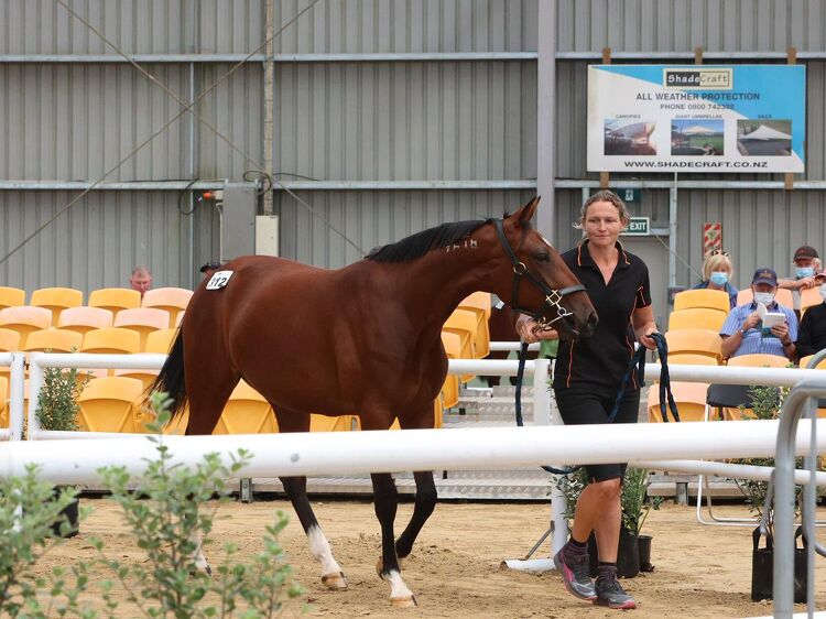 Handler leads a young horse past spectators during a horse auction or showing event inside an indoor arena