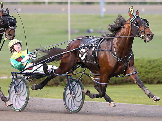 Empire Stallions | New Boys Delivering In North America