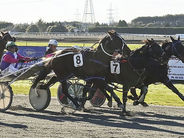 Stratford’s eye for a weanling on show