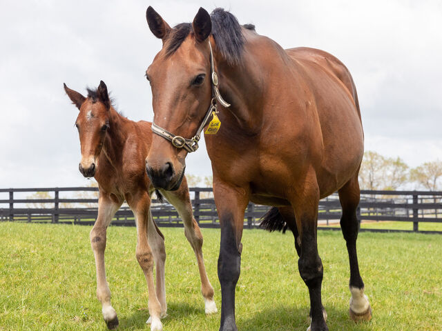 Gift mare produces promising Perth pacer 