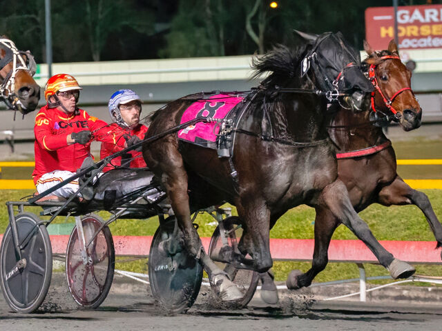 Boom Aussie trotter an American blueblood