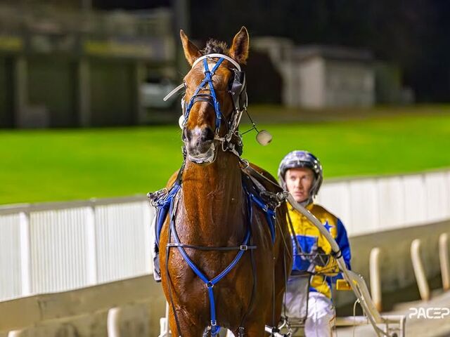 Beginner’s luck smiles on Southland breeders