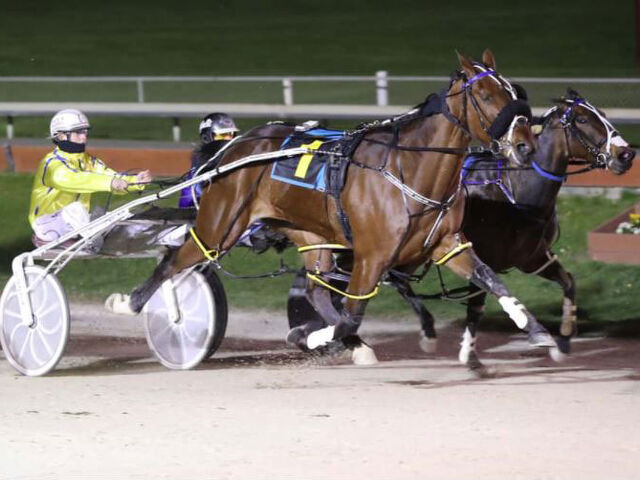 Trotting filly to follow Deny Everything