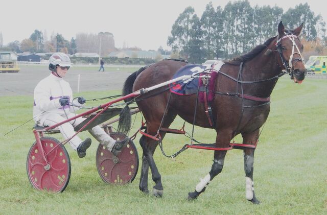 Breeding Snippets | Families Continue to Deliver Across New Zealand